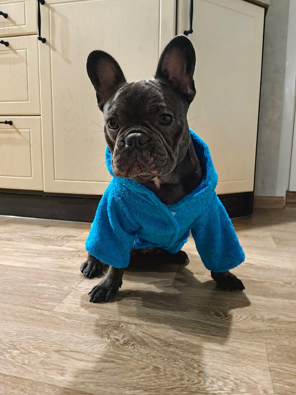 снимок Халат для собак махровый голубой от магазина BIO-TEXTILES ОПТ